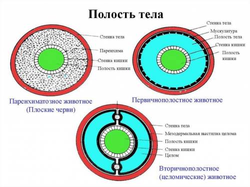 Назовите функции первичной полости тела. какая особенность строения, связанная с выполняемыми функци