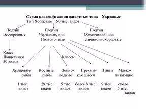 Таблица тип хордовые 7 класс биология