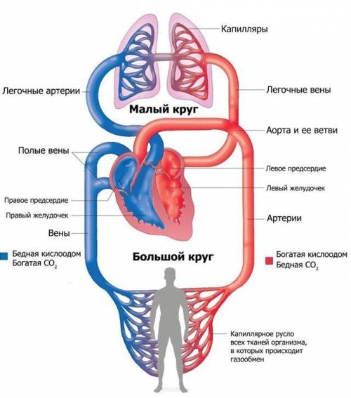 Проследите движение крови по большому кругу кравообращения. что происходит в капиллярах большого кру