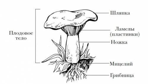 Напишите строение шляпочного гриба.