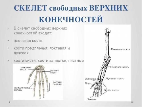 Кости голени относятся к костям? скелет свободной верней конечности состоит из? тело трубчатой кости