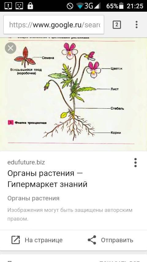 Нарисовать ростение и обозначить ее органи