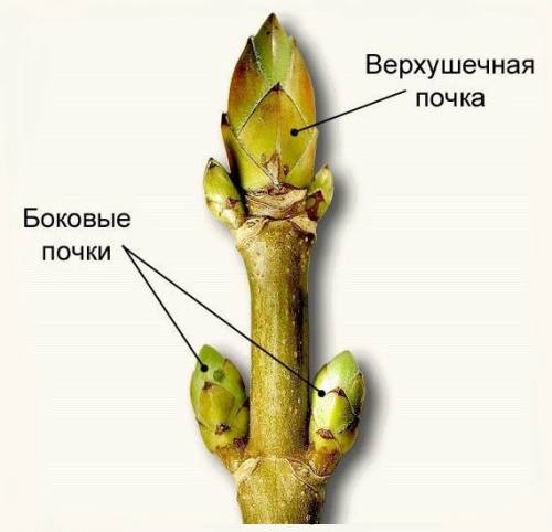 Каково местоположение пазушных почек? чуть подзабыла(