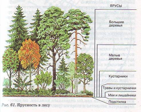 Какое количество ярусов можно обнаружить в смешанном лесу