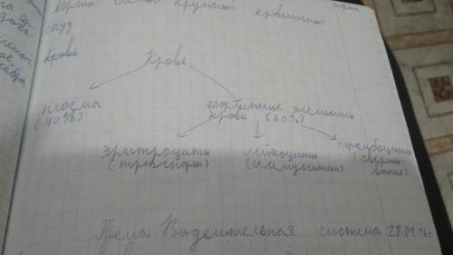 Начертите схему состава крови , используя слова : плазма , форменные элементы : эритроциты , лейкоци