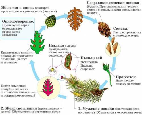 Объясните простым языком процесс размножения голосеменных растений.