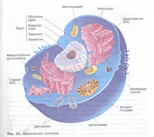 Напишите информацию о животной клетке)