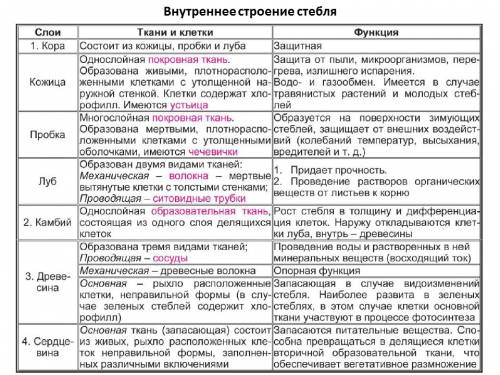 Сткани стебля: 1 : название 2 : строение и где находится 3 : значение