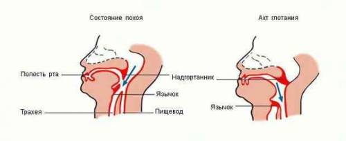 Какой хрящ попадание инородных тел в трахею? а)щитовидный хрящ б)надгортанник в)черпаловидный хрящ