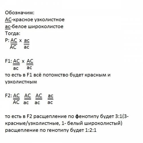 Гомозиготное по обоим признакам красноцветное( а) узколистное (с )растение левкоя скрестили с белоцв