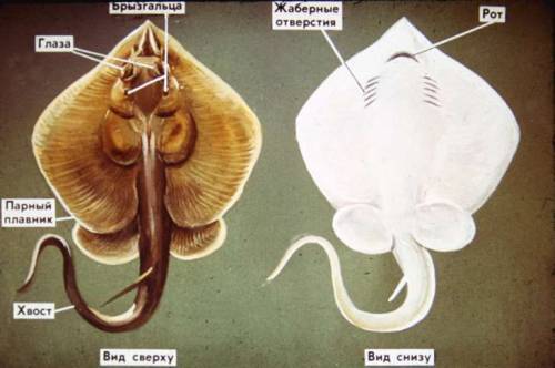 Можно фото внутреннее строение ската в пронумерованном виде
