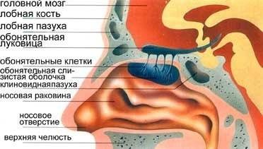 Строение и функции носовой полости. оч надо