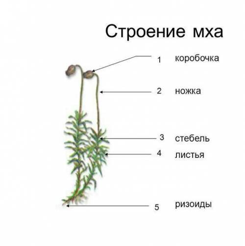 Перечислите основные черты строения мхов