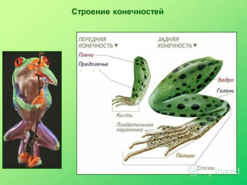 Установите взаимосвязь строение и функций конечности амфибий