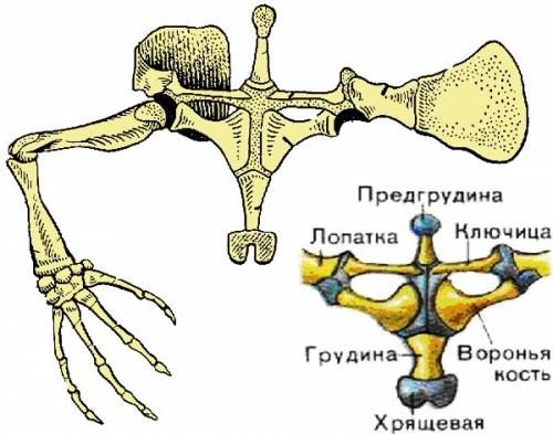 Установите взаимосвязь строение и функций конечности амфибий