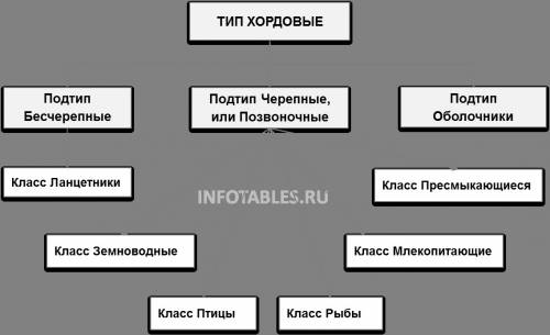 Завершить схему: тип хордовые: 1)подтип: класс 2)подтип: класс,класс,класс,класс,класс, класс