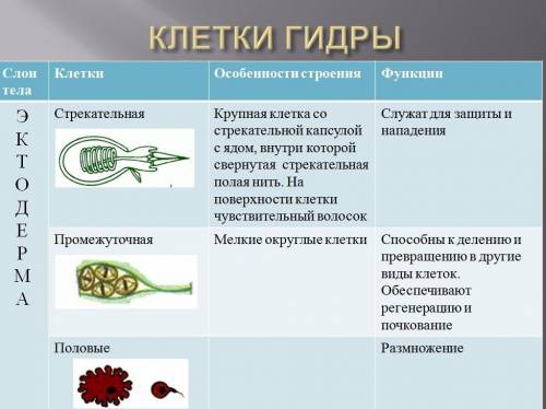 1) почему кишечнополостных относят к низшим многоклеточным? 2) каковы особенности строения клеток на