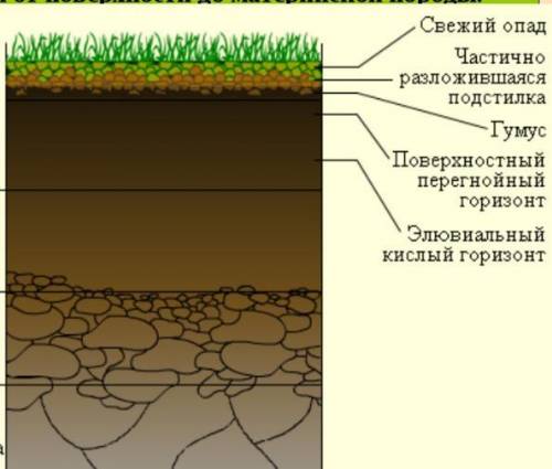 Самым верхним горизонтом почвы является