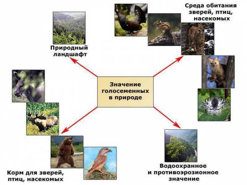 Значение хвойных растений в природе и жизни человека, если можно то таблицей