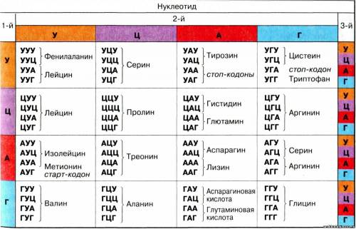 Фрагмент молекулы и-рнк имеет следующую последовательность нуклеотидов: гаг цца аау ацу ууа. определ