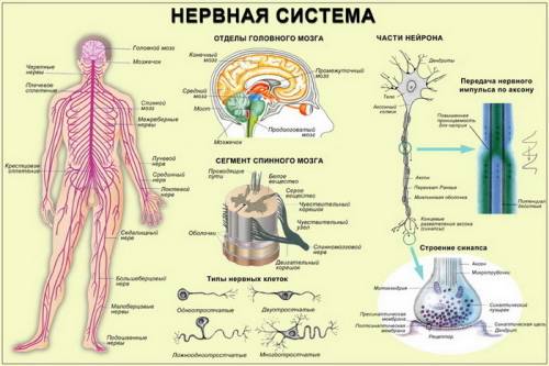 Какие нервные системы человека работа на