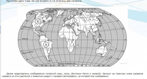 Виктория регии, секвойя, лама, полярная сова - кто обитает в естественной среде на материке а, а как