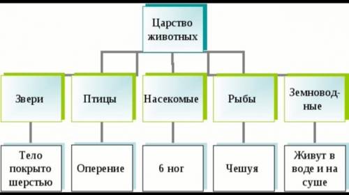 Как учёные делят животных по классификациям? по каким признакам?