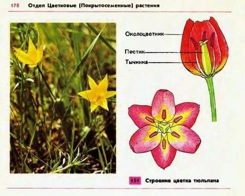 Рассмотри плод тюльпана вскрой его и иследуй внутреннее строение