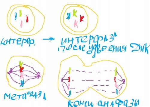 Центральная клетка ? что это? как я поняла митоз - это когда 1 клетка (материнская) делится на 2 (до