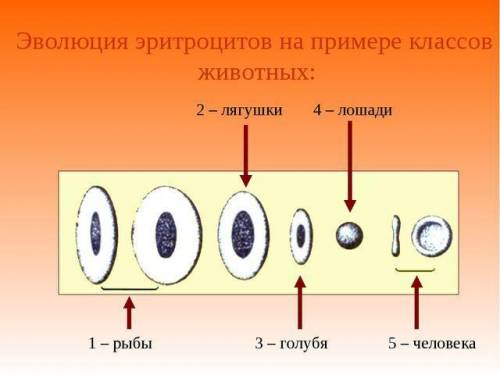 Почему эритроциты у теплокровного животного активнее осуществляют перенос кислорода, чем у холоднокр