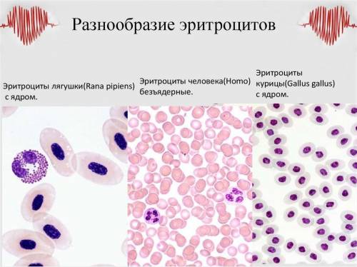 Почему эритроциты у теплокровного животного активнее осуществляют перенос кислорода, чем у холоднокр