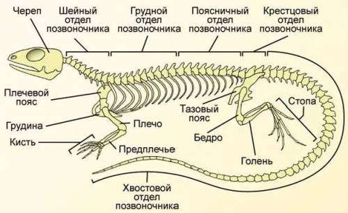 Таблица. | отдел скелета | оссобености строения по сравнение со скелетом пресмыкающего | ( 30 )