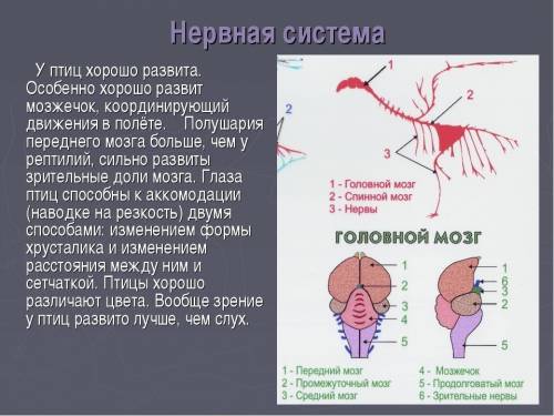 Чем отличаются у птиц и млекопитющихся сердце и головной мозг