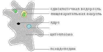 Доклад по биологии на тему об одном из представителей простейших