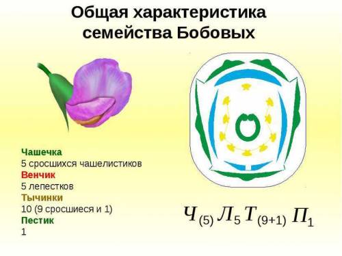 Строение бобовых скажите нужно для проекта.