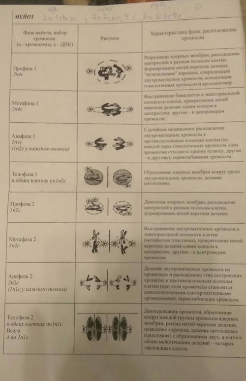 Деление клетки. мейоз. где нужно делить или умножать? +формулы