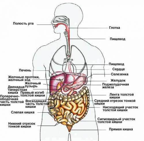 Укажи цифрами последовательность расположения органов пищеварения