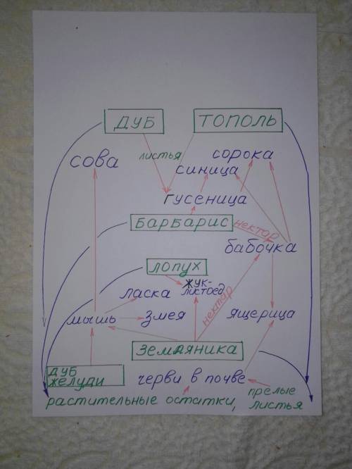 Представлен биоценоз. покажите его морфологическую, пространственную и трофическую структуру. биоцен