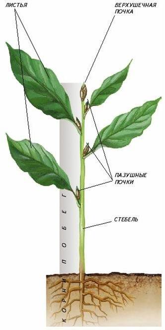 Опишите определение на вопрос, который указан внизу, за ответы вопрос : строение побегов у растений.
