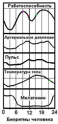 Чем характеризуется суточный биоритм на подъемах и спадах активности