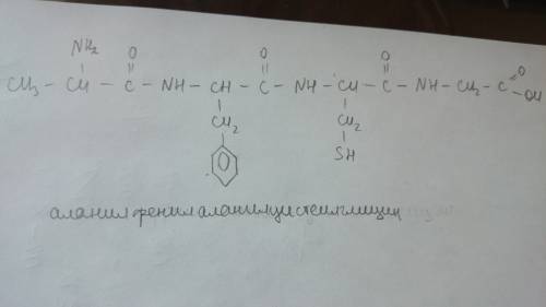 Напишите схему реакции образования тетрапептида , последовательно соединяя аланин, фенилаланин , цис