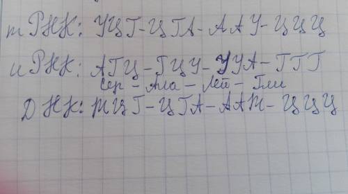 Антикодоны трнк поступают к рибосомам в следующей последовательности нуклеотидов уцг-цга-аау-. опред