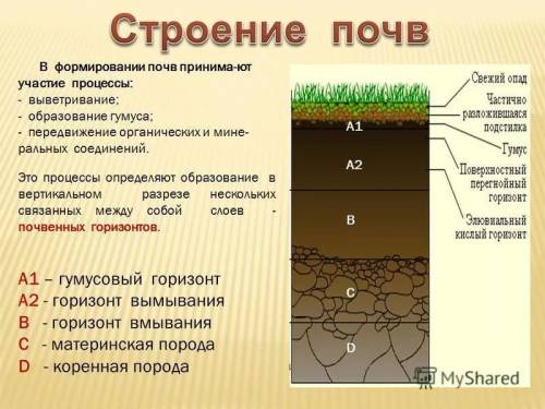 Под руководством учителя или родителей сделайте срез почвы, выкопав ямку глубиной около 30 сантиметр