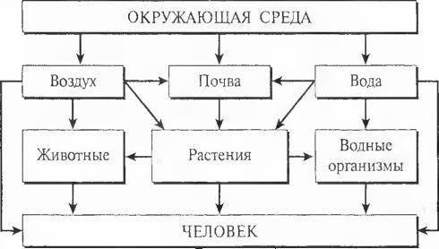 Жизнь человека зависит от других организмов составьте схему на которой отразите эту зависимость