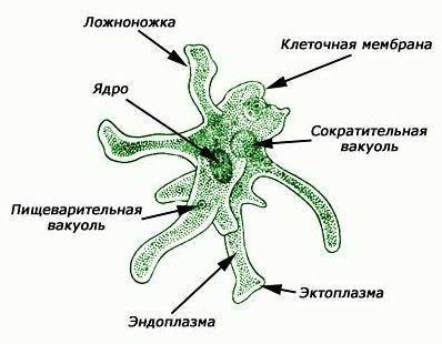 Вчем сходство и различие амебы и хламидомонады?