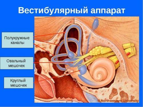 Должно быть 3 верных ответа какие структуры входят в состав вестибулярного аппарата? 1) улитка 4) ов