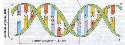 Проверочная работа по теме «строение клетки» вариант 1 9 кл. уровень а (выберите один правильный отв