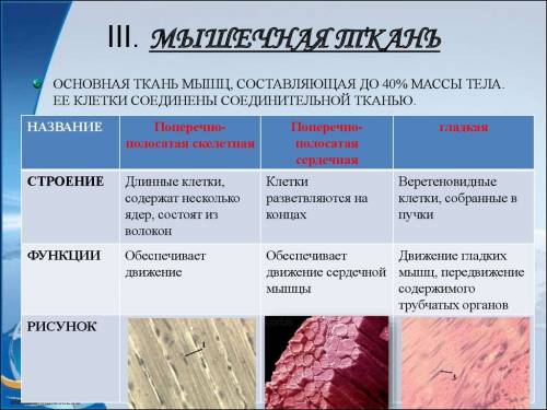 Сходство и различие между поперечно-полосатые мышцы и однослойный эпителий