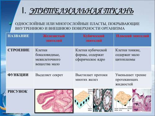 Сходство и различие между поперечно-полосатые мышцы и однослойный эпителий