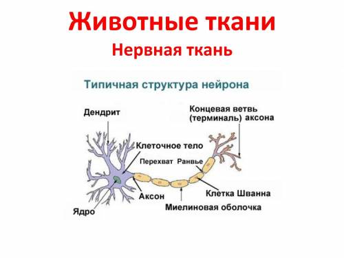 Биология 8 класс лабораторная работа номер 2 тема клетки и ткани под микроскопом